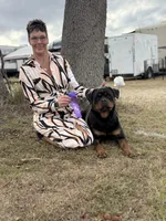Roxy, a female Rottweiler for sale in Arcola, IL – Photo 1 of 5