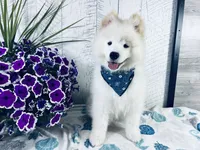 Cosmo, a male Samoyed for sale in Arcola, IL – 1 of 5