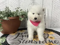 Chloe, a female Samoyed for sale in Arcola, IL – 3 of 5