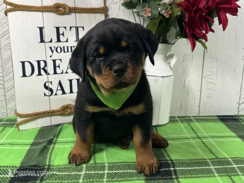 Missy – Rottweiler puppy for sale in Arcola, IL
