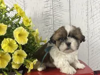 Benny, a male Shih Tzu for sale in Arcola, IL – 3 of 5