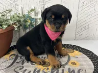Nisha, a female Rottweiler for sale in Arcola, IL – 3 of 5