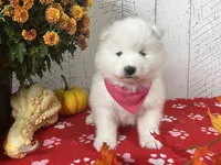 Nova, a female Samoyed for sale in Arcola, IL – 2 of 5