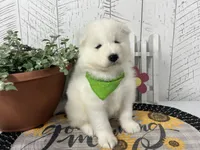 Darcy, a female Samoyed for sale in Arcola, IL – 3 of 5