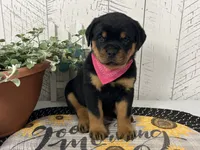 Nisha, a female Rottweiler for sale in Arcola, IL – 2 of 5