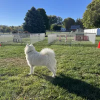 Ally, a female Samoyed for sale in Arcola, IL – Photo 3 of 3