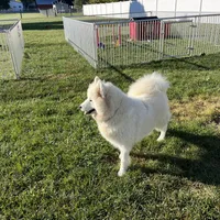 Ally, a female Samoyed for sale in Arcola, IL – Photo 2 of 3