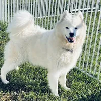 Ally, a female Samoyed for sale in Arcola, IL – Photo 1 of 3