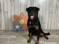 Blizzard, a female Rottweiler for sale in Arcola, IL – 2 of 4