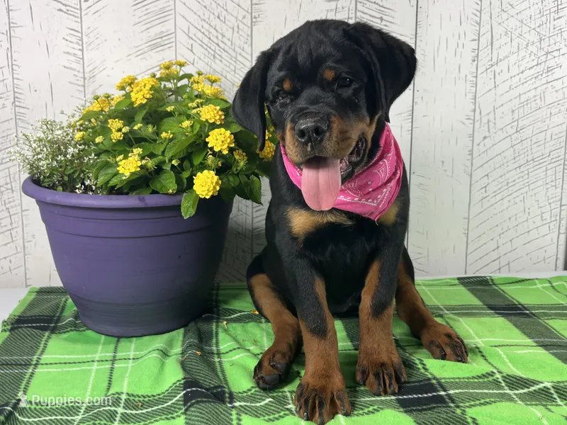 Missy – Rottweiler puppy for sale in Arcola, IL
