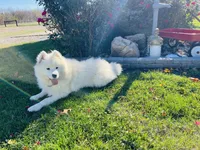 Zippy, a male Samoyed for sale in Arcola, IL – Photo 4 of 4