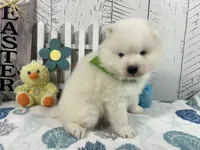 Zippy, a male Samoyed for sale in Arcola, IL – Photo 3 of 4