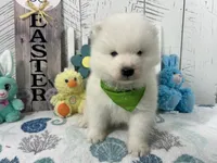 Zippy, a male Samoyed for sale in Arcola, IL – Photo 1 of 4