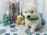 Zippy, a male Samoyed for sale in Arcola, IL – Photo 2 of 4