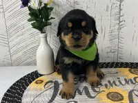 Gaby, a female Rottweiler for sale in Arcola, IL – Photo 3 of 5