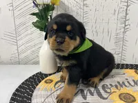 Gaby, a female Rottweiler for sale in Arcola, IL – Photo 2 of 5