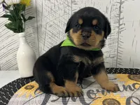 Gaby, a female Rottweiler for sale in Arcola, IL – Photo 1 of 5