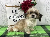 Benny, a male Shih Tzu for sale in Arcola, IL – 5 of 5