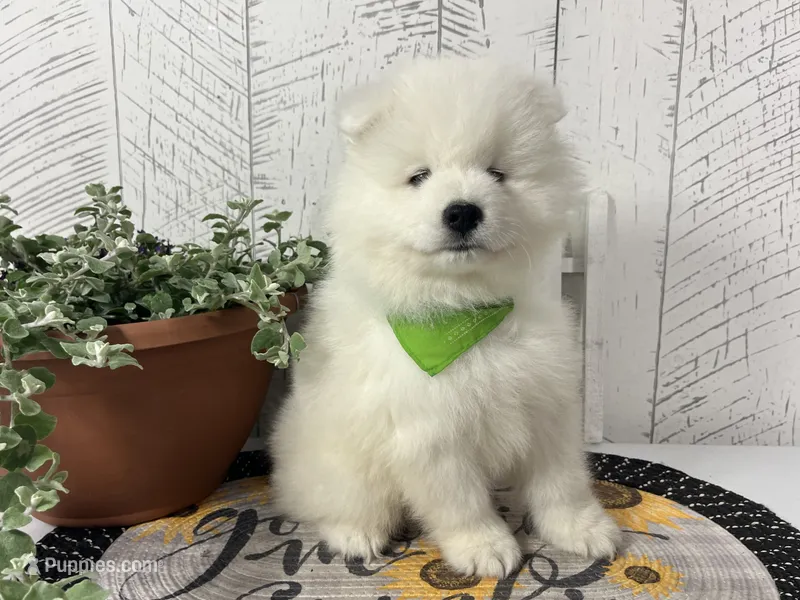 Dozer – Samoyed puppy for sale in Arcola, IL