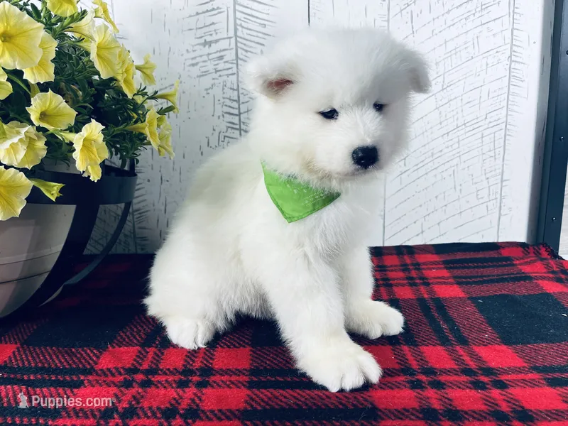 Sunny – Samoyed puppy for sale in Arcola, IL