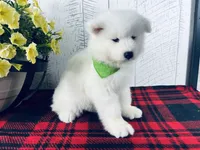 Sunny, a male Samoyed for sale in Arcola, IL – 1 of 5