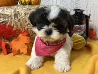 Pixie, a female Shih Tzu for sale in Arcola, IL – Photo 2 of 6