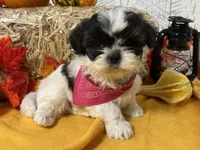 Pixie, a female Shih Tzu for sale in Arcola, IL – Photo 4 of 6