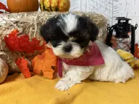Pixie, a female Shih Tzu for sale in Arcola, IL – Photo 3 of 6