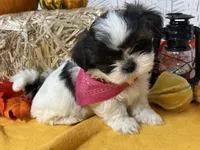 Pixie, a female Shih Tzu for sale in Arcola, IL – Photo 1 of 6