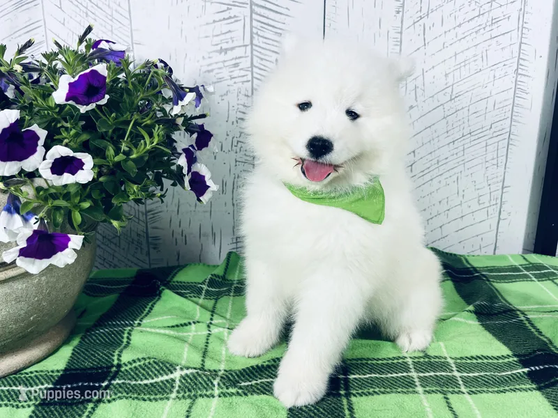 Chloe – Samoyed puppy for sale in Arcola, IL