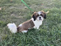 Tucker, a male Shih Tzu for sale in Arcola, IL – 5 of 5