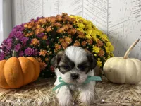 Scout, a male Shih Tzu for sale in Arcola, IL – Photo 2 of 5