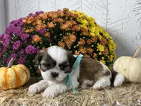 Scout, a male Shih Tzu for sale in Arcola, IL – Photo 3 of 5