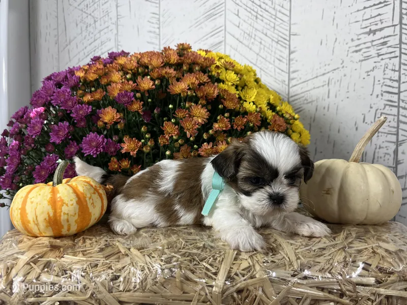 Scout, a male Shih Tzu for sale in Arcola, IL – Photo 1 of 5