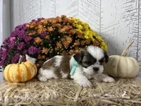 Scout, a male Shih Tzu for sale in Arcola, IL – Photo 1 of 5