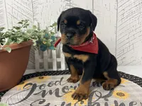 Izzy, a female Rottweiler for sale in Arcola, IL – 3 of 6