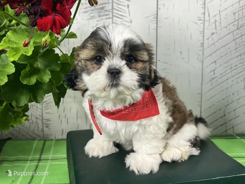 Alfie – Shih Tzu puppy for sale in Arcola, IL