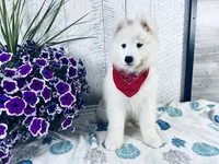 Sunny, a male Samoyed for sale in Arcola, IL – 2 of 5