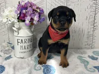 Betty, a female Rottweiler for sale in Arcola, IL – Photo 2 of 5