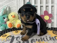 Dora, a female Rottweiler for sale in Arcola, IL – Photo 2 of 5