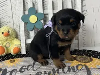 Dora, a female Rottweiler for sale in Arcola, IL – Photo 3 of 5