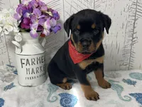 Betty, a female Rottweiler for sale in Arcola, IL – Photo 3 of 5