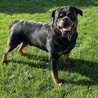Betty, a female Rottweiler for sale in Arcola, IL – Photo 5 of 5