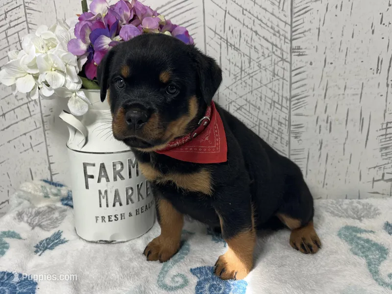 Betty – Rottweiler puppy for sale in Arcola, IL
