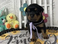 Dora, a female Rottweiler for sale in Arcola, IL – Photo 1 of 5