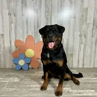 Betty, a female Rottweiler for sale in Arcola, IL – Photo 4 of 5