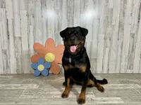 Dora, a female Rottweiler for sale in Arcola, IL – Photo 5 of 5