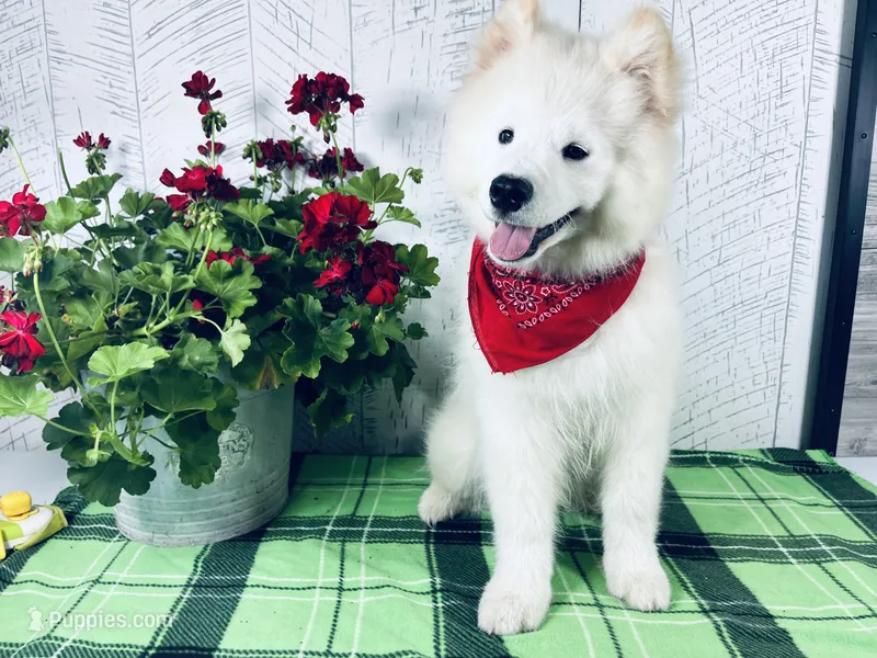 Cosmo – Samoyed puppy for sale in Arcola, IL