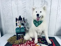 Bonnie, a female Samoyed for sale in Arcola, IL – Photo 2 of 5