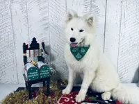 Bonnie, a female Samoyed for sale in Arcola, IL – Photo 3 of 5